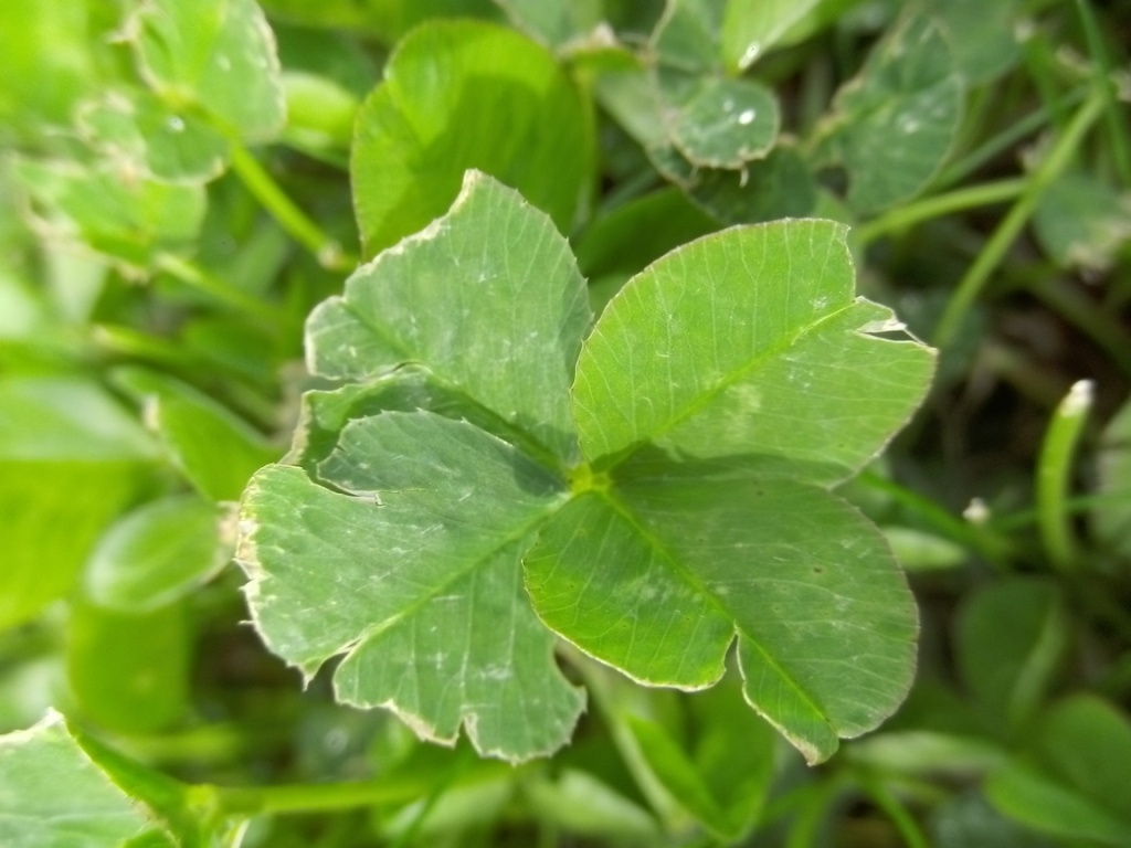 angeknabbertes Glück