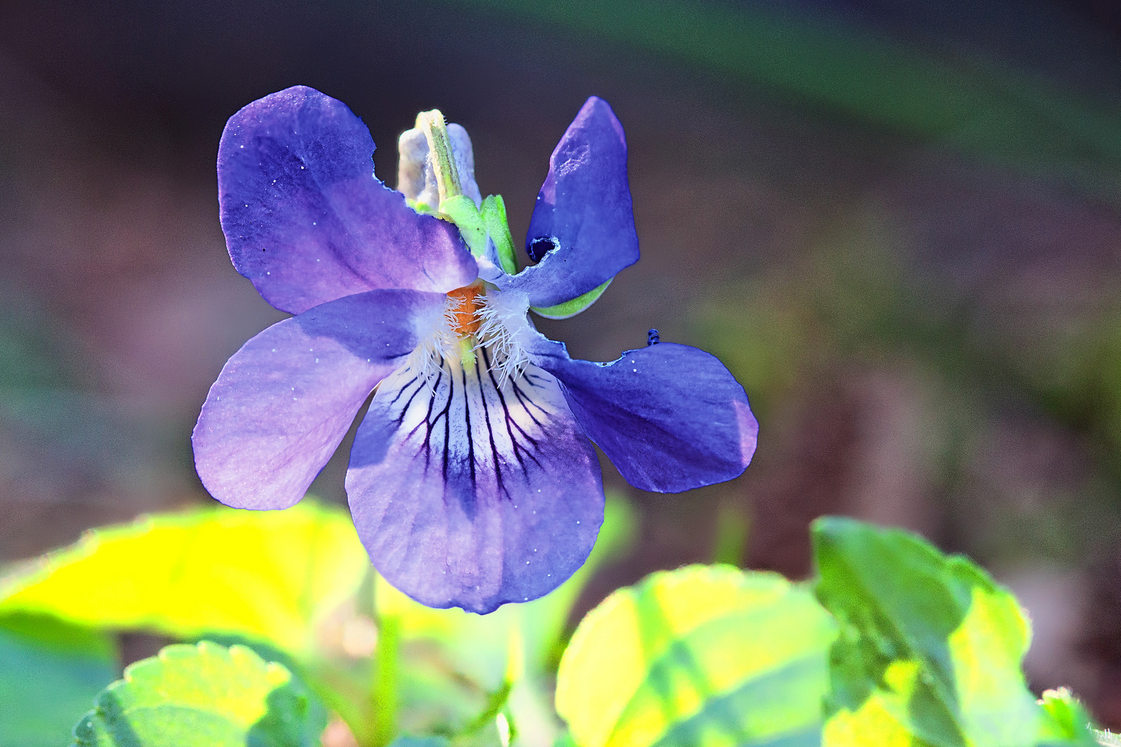 Angeknabbertes Veilchen