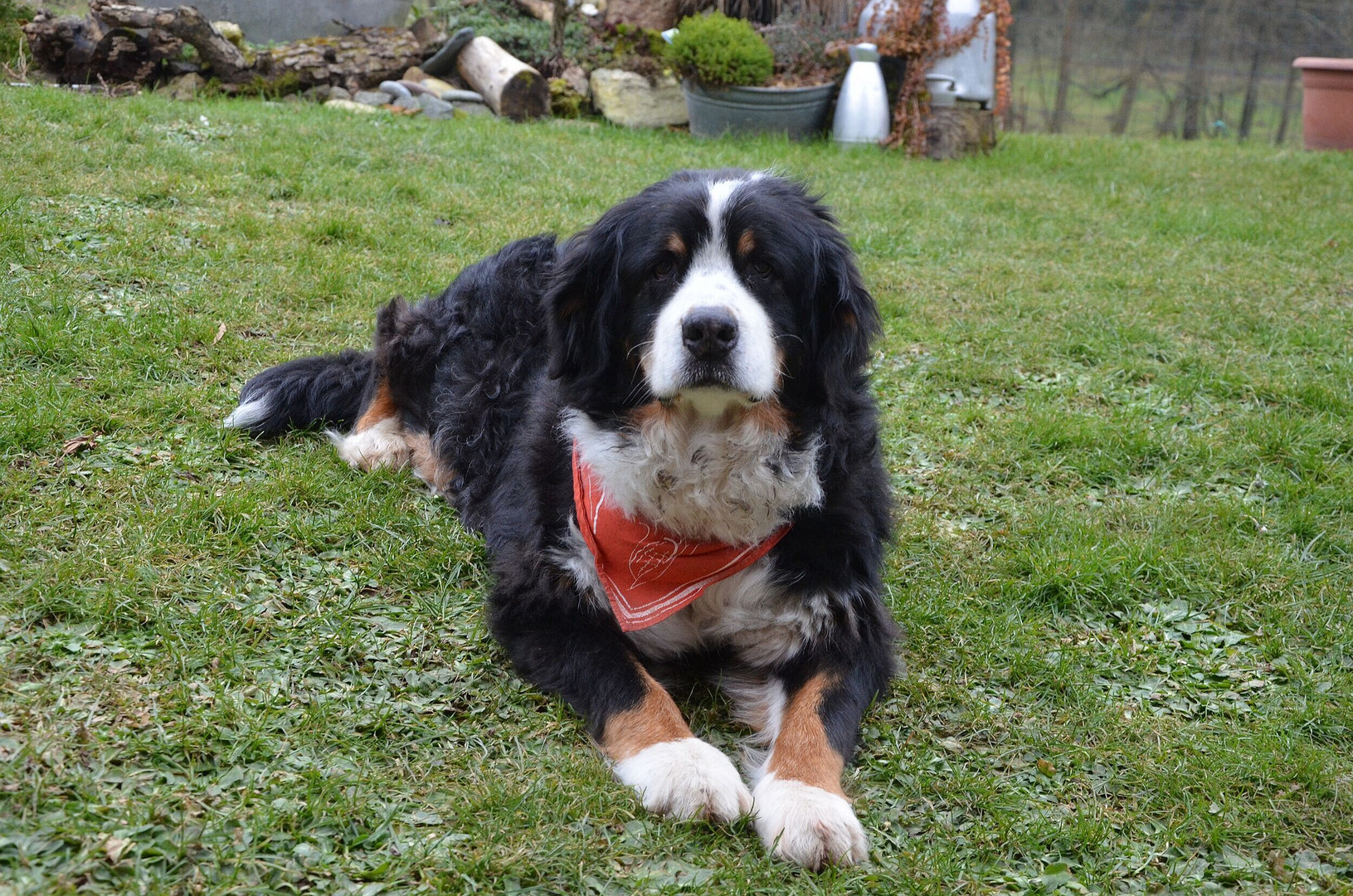 angekommen im Hundehimmel