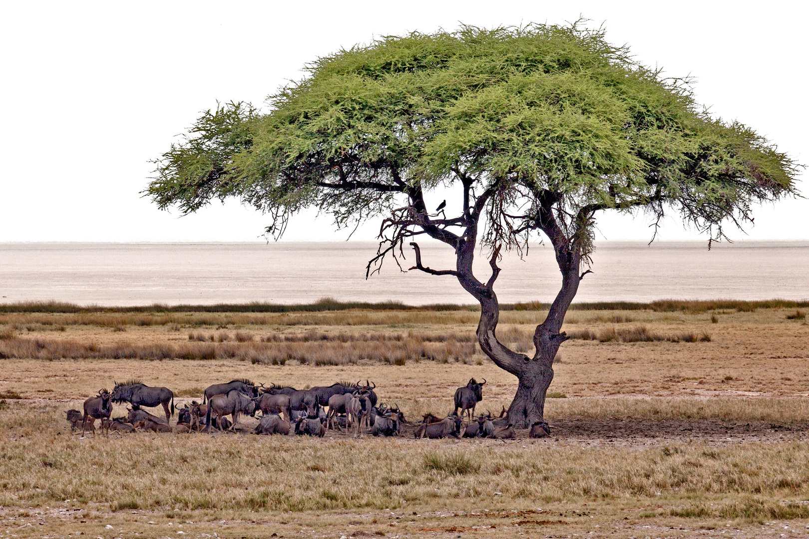 ... angekommen in " Etosha " Namibia 2019.