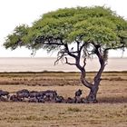 ... angekommen in " Etosha " Namibia 2019.