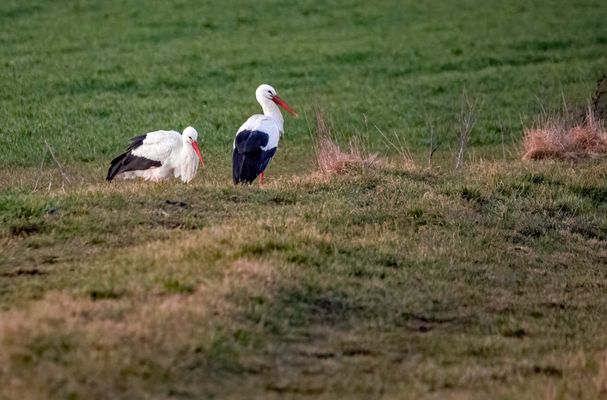 "ANGEKOMMEN" (ISO 5000)