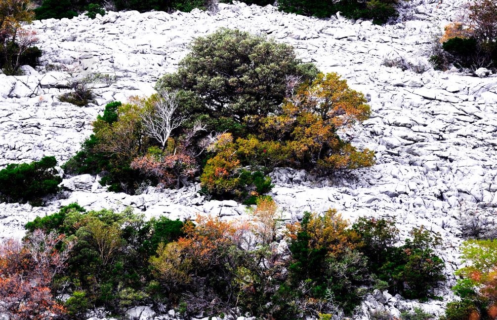 Angekündigter Herbst im Karst