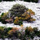 Angekündigter Herbst im Karst