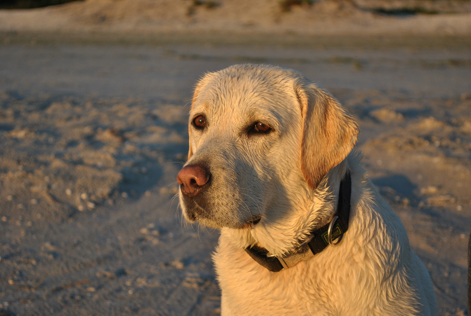 Angel am Ijsselmeer in Holland