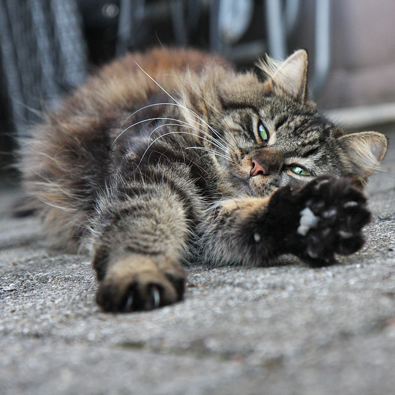 angel Foto & Bild | tiere, haustiere, katzen Bilder auf fotocommunity