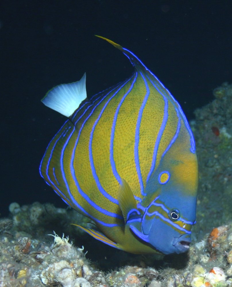 angel fish