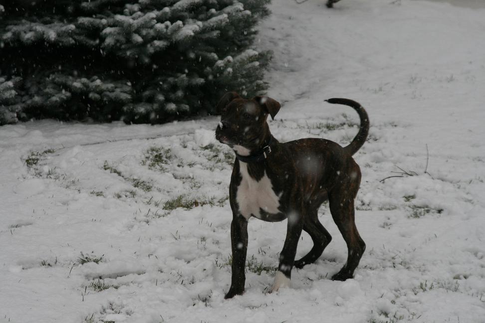 Angel ihr erster Schnee....