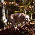 Angel im Herbstwald ....