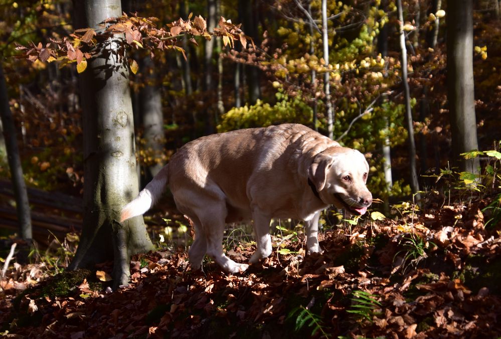 Angel im Herbstwald ....