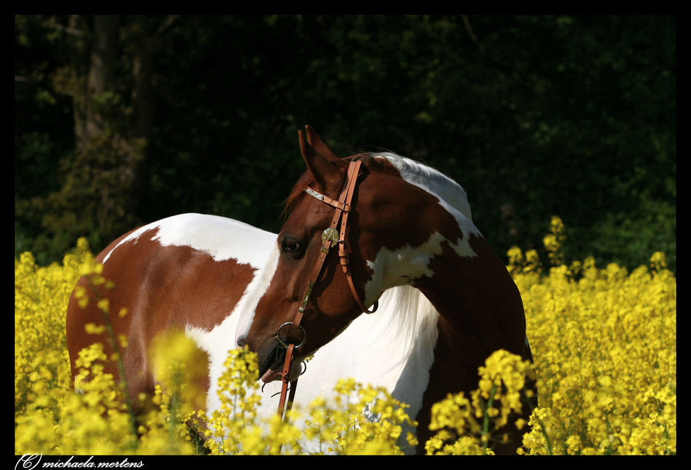 Angel im Rapsfeld I