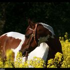 Angel im Rapsfeld I