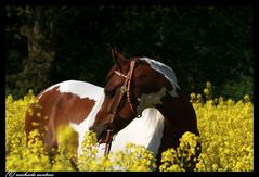 Angel im Rapsfeld I