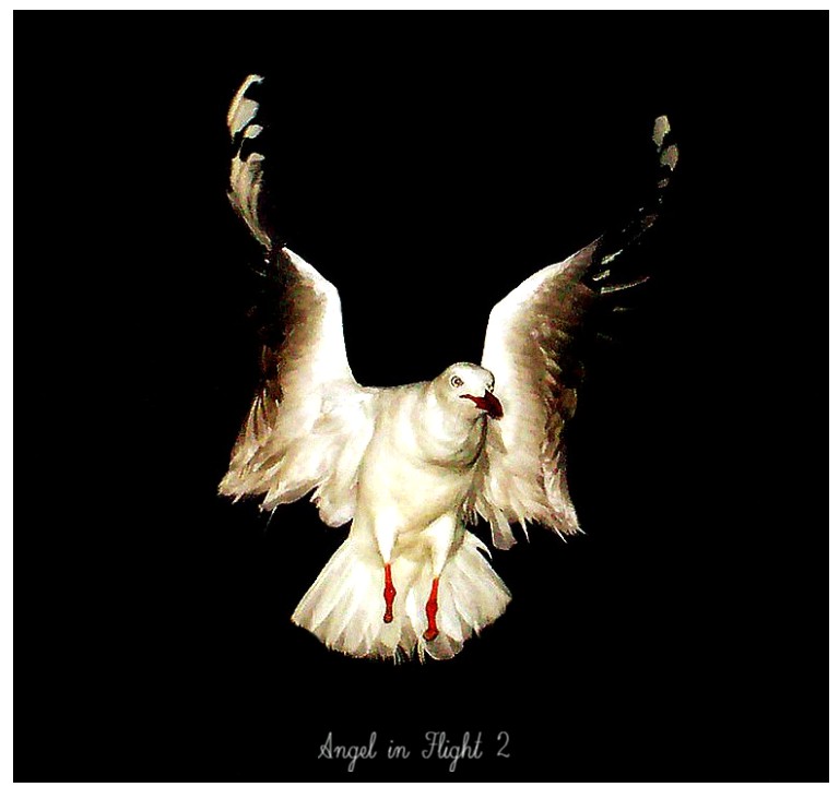 Angel in flight 2