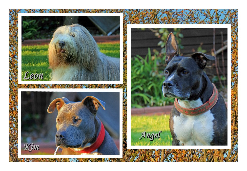 Angel, Leon und Kim aus Wuppertal