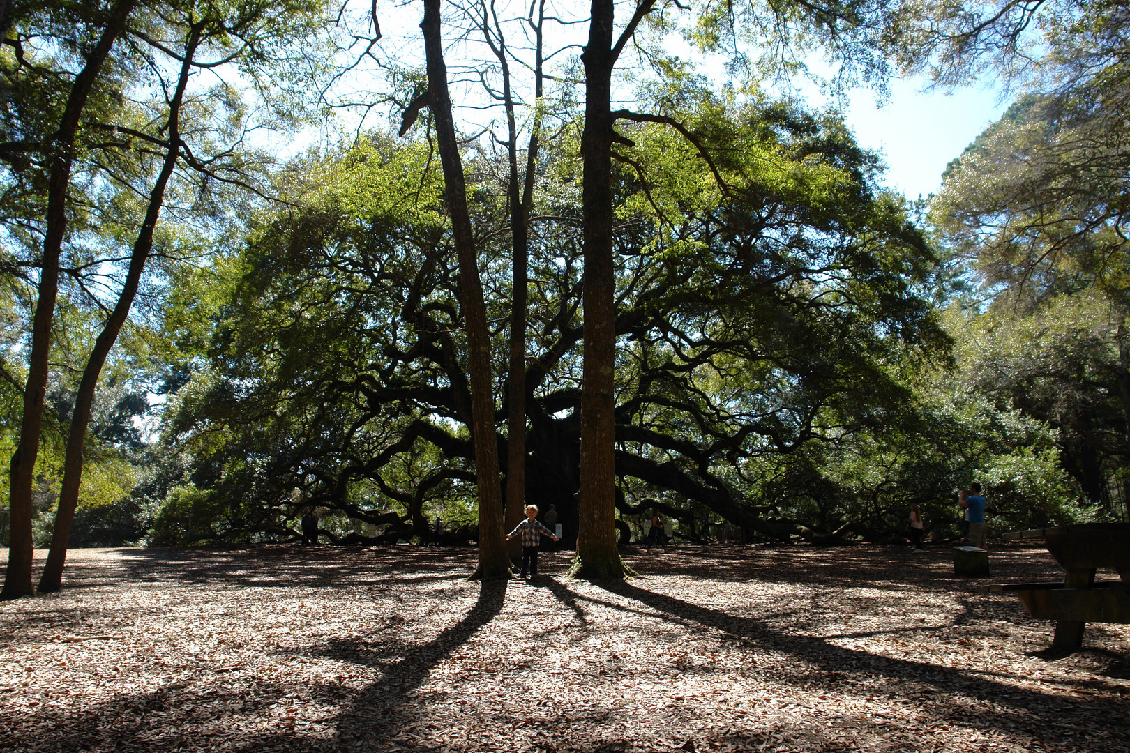 Angel Oak Charleston South Carolina USA Größte Eiche der Welt / Biggest oak in the world