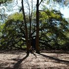 Angel Oak Charleston South Carolina USA Größte Eiche der Welt / Biggest oak in the world