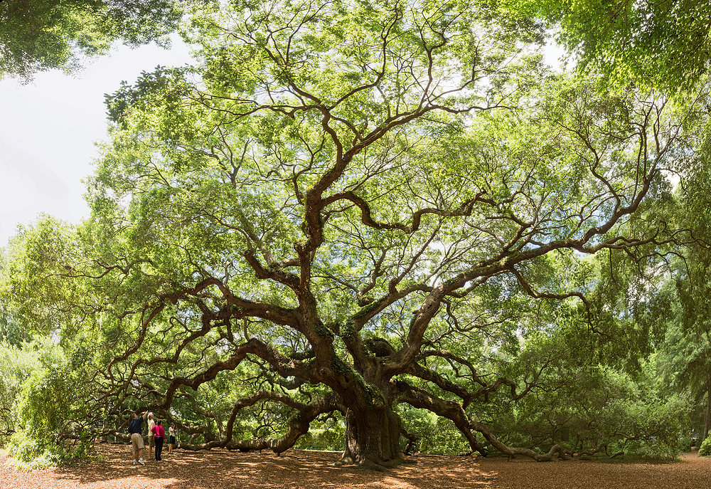 Angel Oak Tree