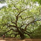 Angel Oak Tree