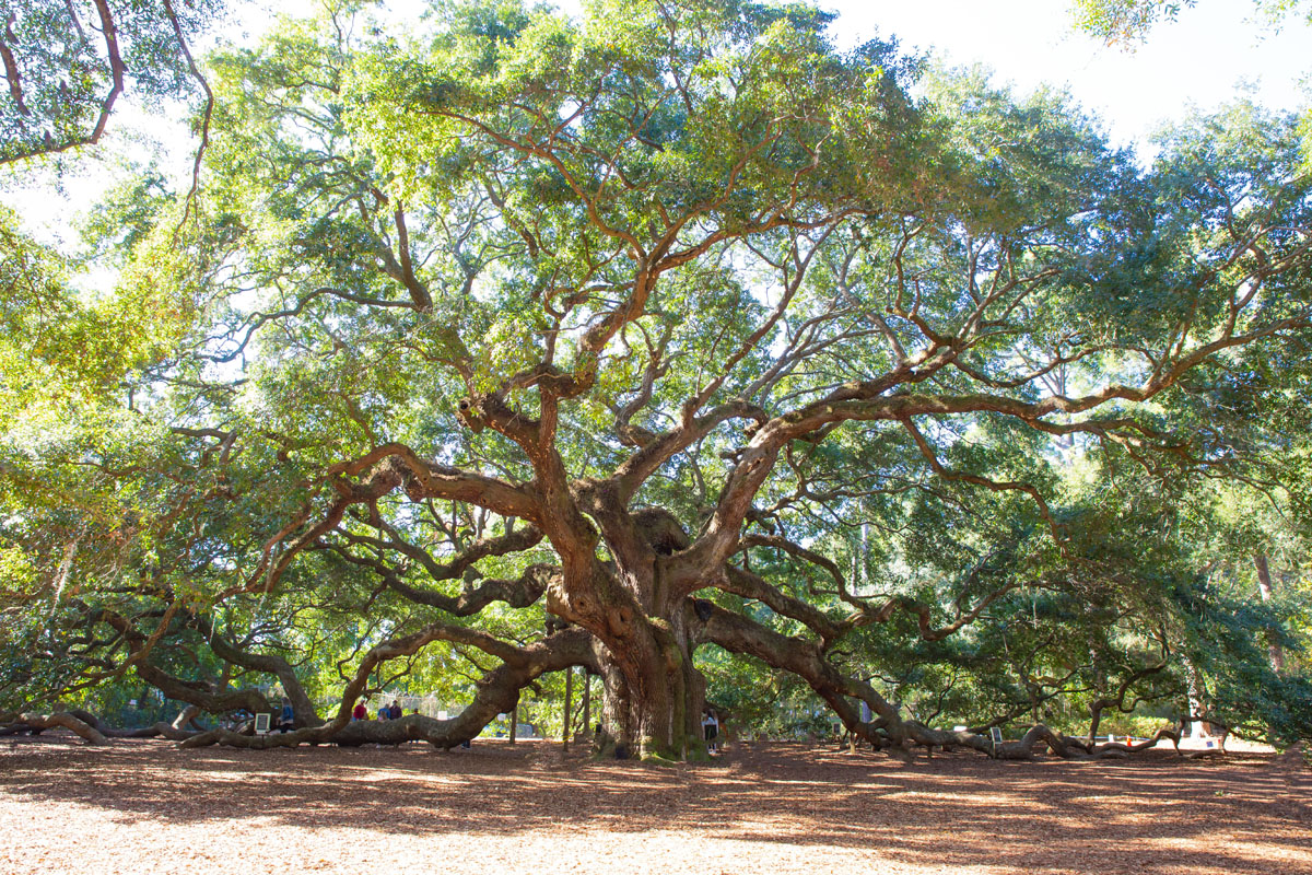 Angel Oak Tree