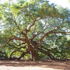 Angel Oak Tree