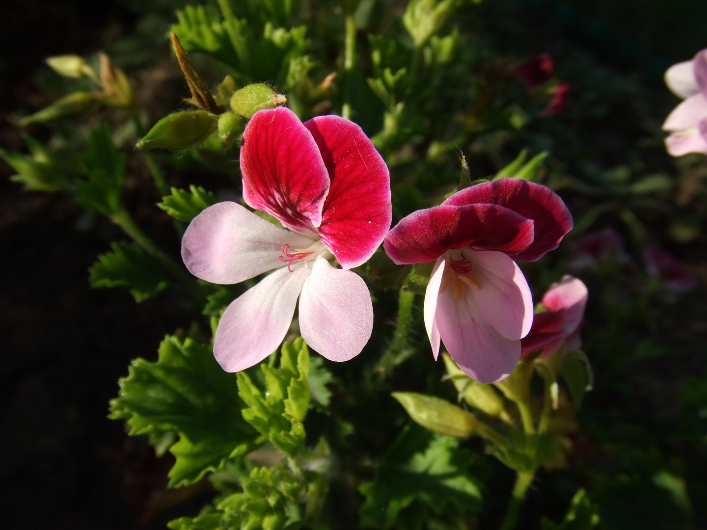 Angel Pelargonium