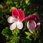 Angel Pelargonium