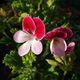 Angel Pelargonium