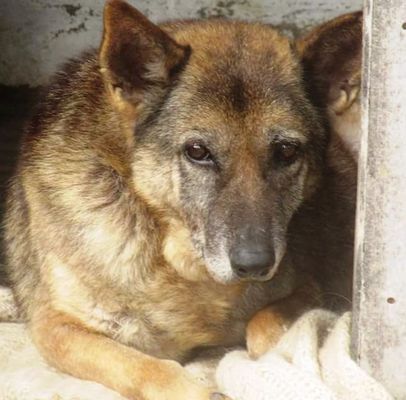 Angel refugio de perros abandonados Chile