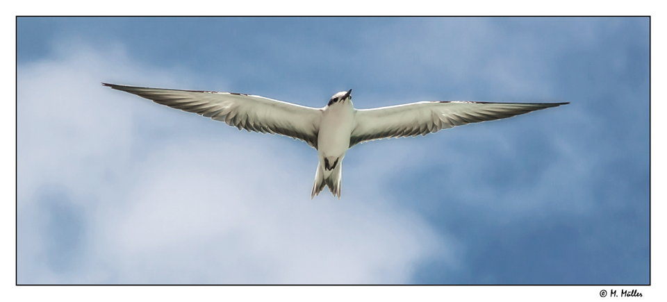 Angel Tern