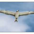 Angel Tern