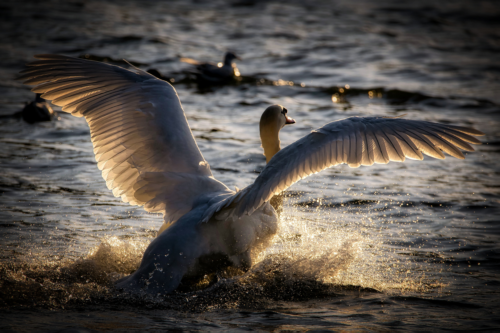 Angel-Wings . . .