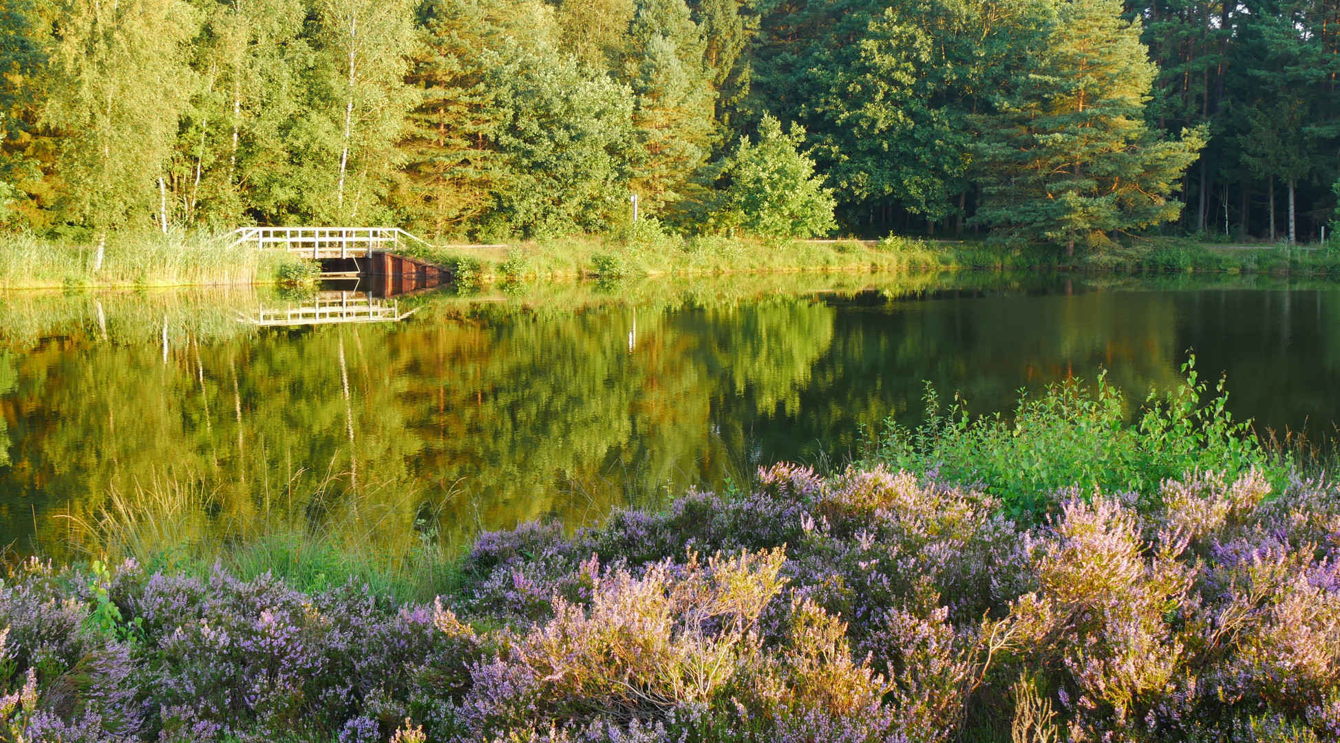 Angelbecksteich Südheide