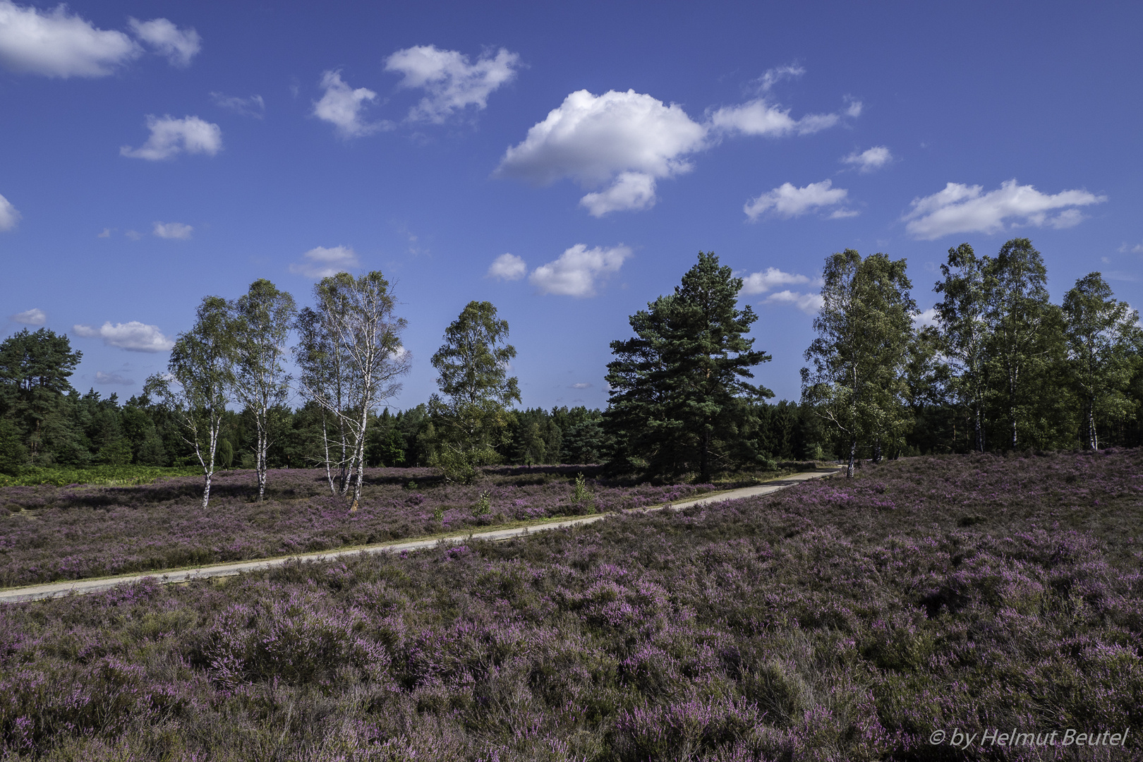 Angelbecksteich - Wege durchziehen die Heide