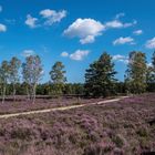 Angelbecksteich - Wege durchziehen die Heide