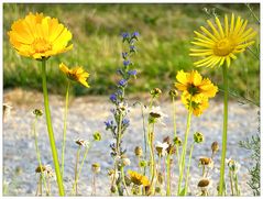 Angelegte Sommerblumenwiese