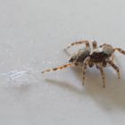 Angeleinte Spinne