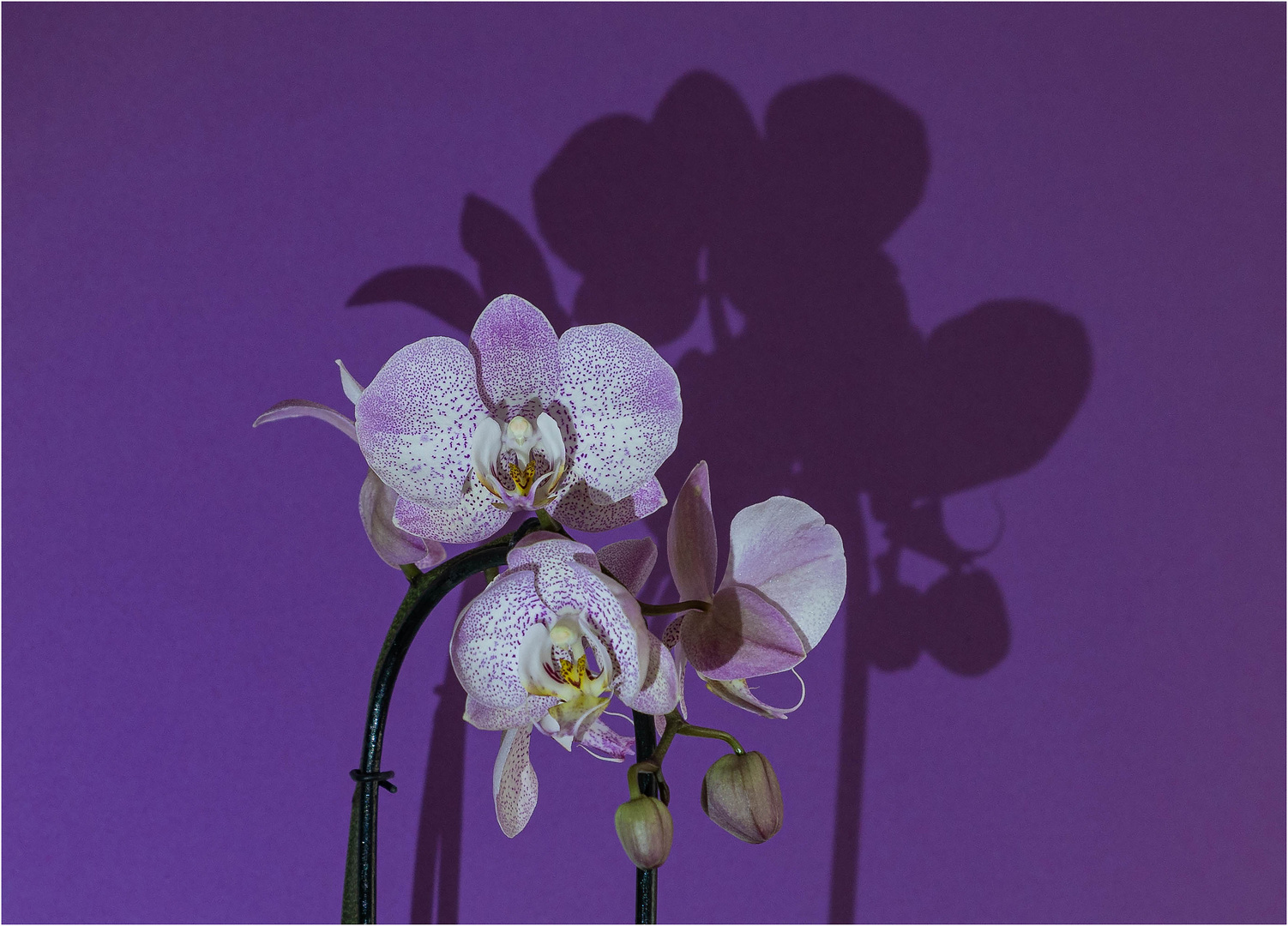 Angeleuchtete Orchidee