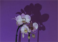 Angeleuchtete Orchidee