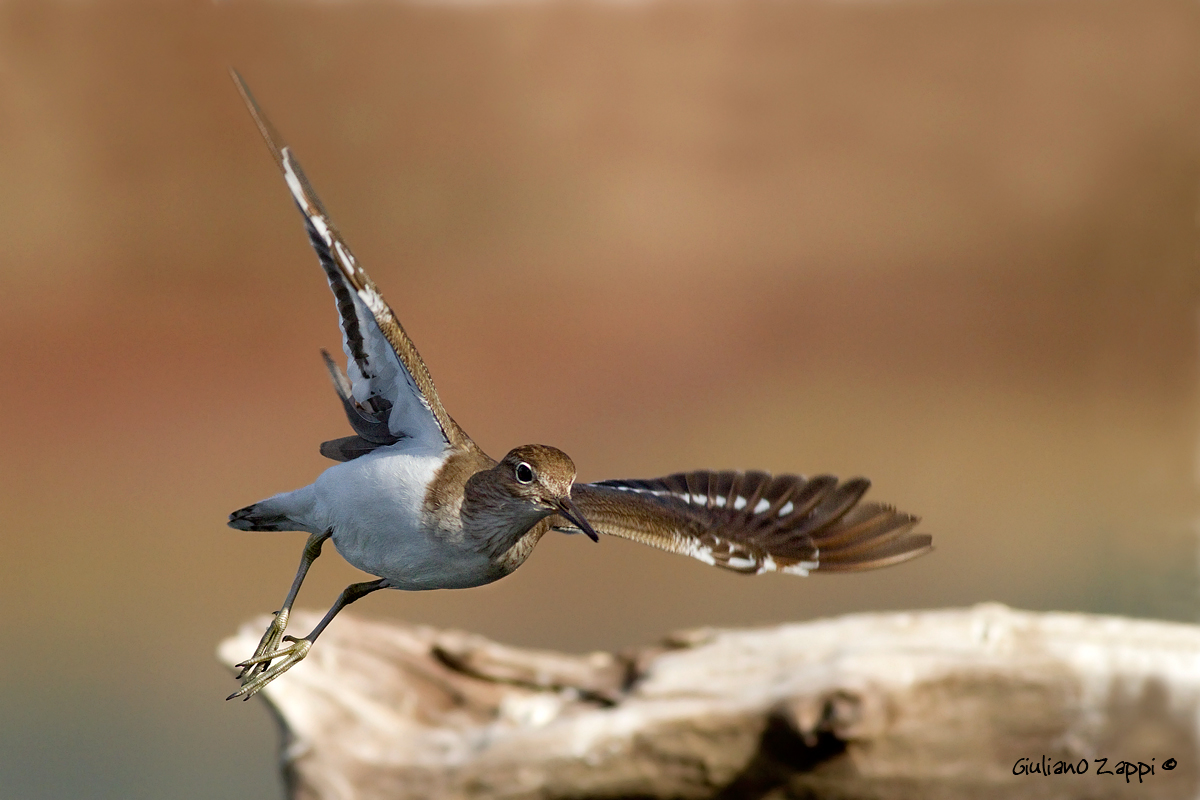 Angelic flight