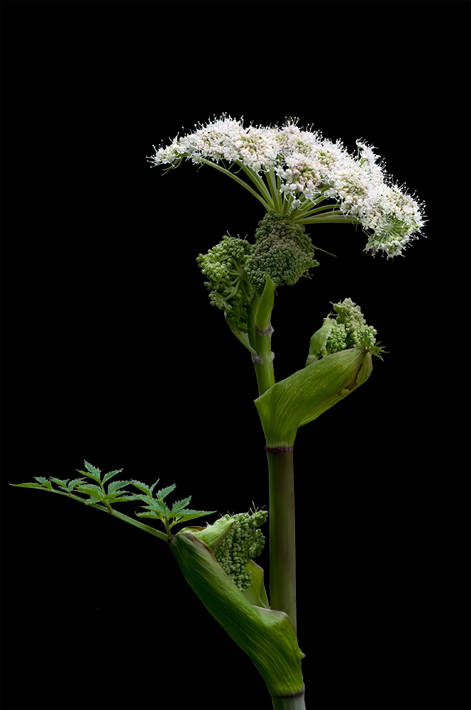 Angelica