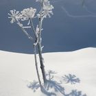 Angelica Archangelica