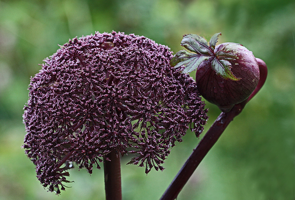 Angelica gigas