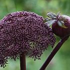 Angelica gigas