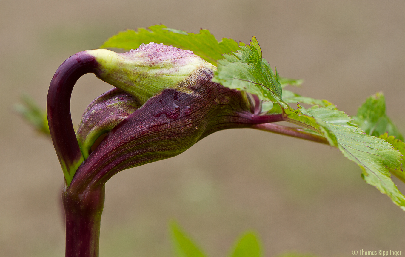 Angelica gigas..