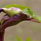 Angelica gigas..