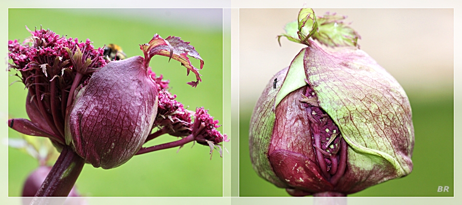 Angelica gigas Engelwurz