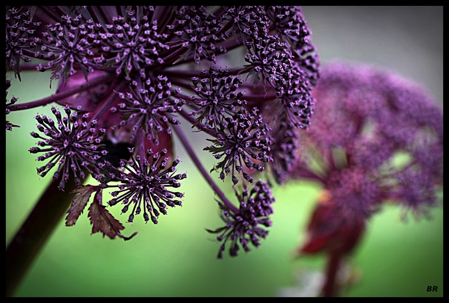 Angelica gigas Engelwurz