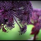 Angelica gigas Engelwurz