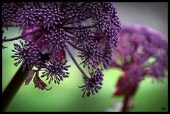 Angelica gigas Engelwurz